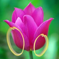 Lale Çiçek Yapım Seti (2 Parça)